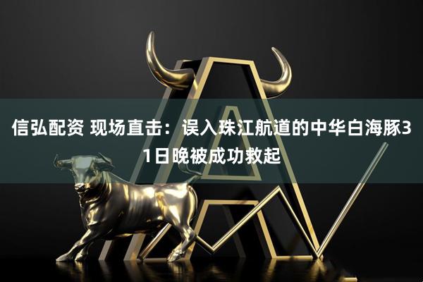 信弘配资 现场直击：误入珠江航道的中华白海豚31日晚被成功救起